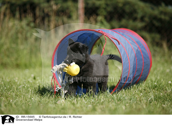 Groenendael Welpe / Groenendael Puppy / RR-15685