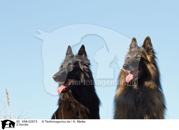 2 Hunde / 2 dogs / KMI-02873