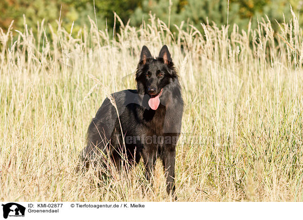 Groenendael / Groenendael / KMI-02877
