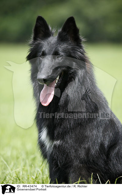 Groenendael Portrait / RR-43474