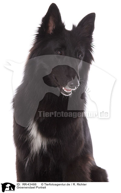 Groenendael Portrait / RR-43486