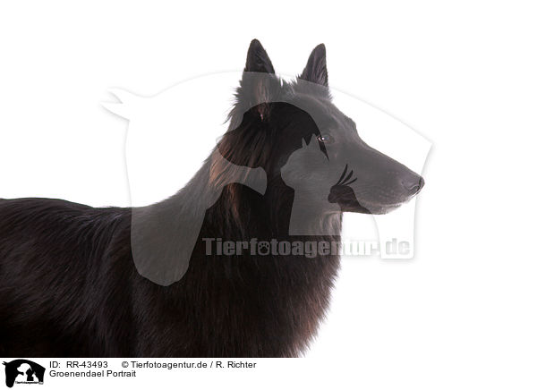 Groenendael Portrait / RR-43493