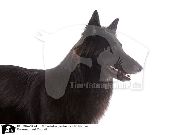 Groenendael Portrait / RR-43494