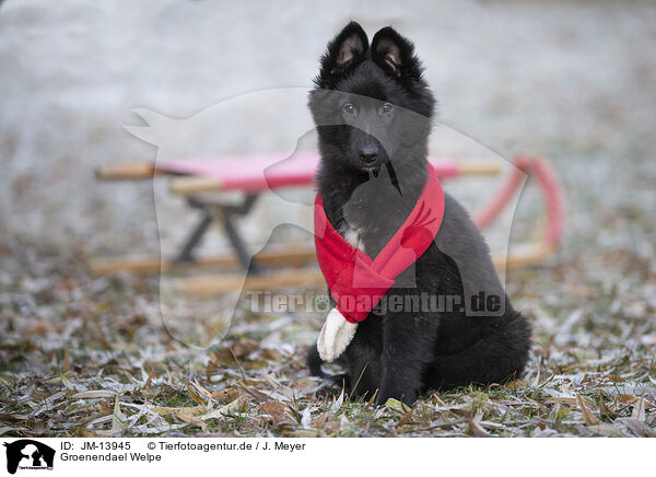 Groenendael Welpe / Groenendael Puppy / JM-13945