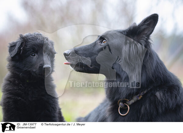 Groenendael / JM-13977