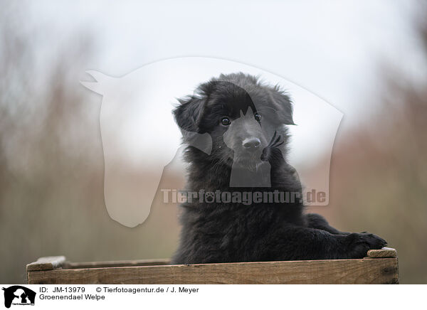 Groenendael Welpe / JM-13979