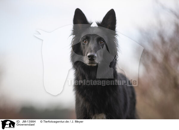 Groenendael / JM-13984