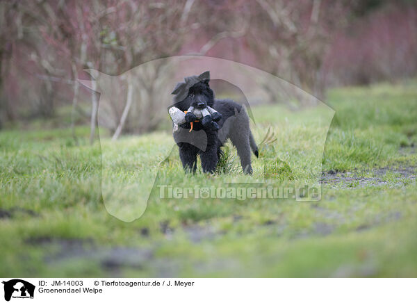 Groenendael Welpe / Groenendael Puppy / JM-14003