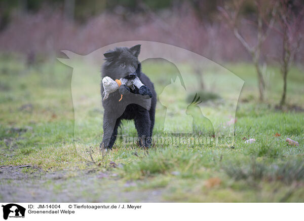Groenendael Welpe / JM-14004
