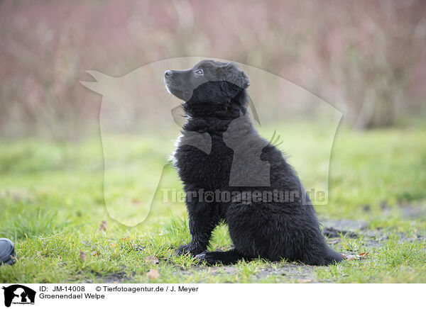 Groenendael Welpe / Groenendael Puppy / JM-14008