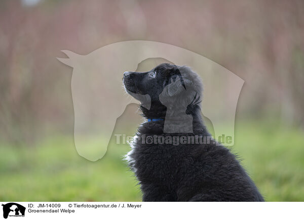Groenendael Welpe / Groenendael Puppy / JM-14009