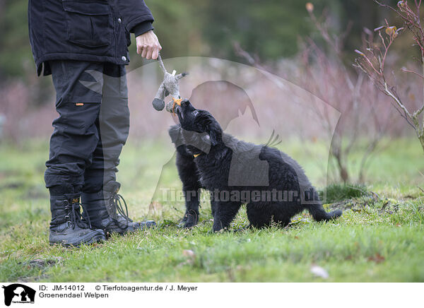 Groenendael Welpen / Groenendael Puppies / JM-14012