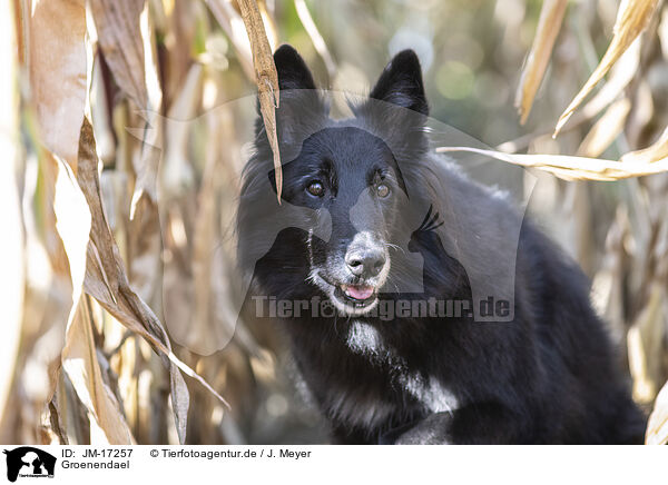 Groenendael / Groenendael / JM-17257