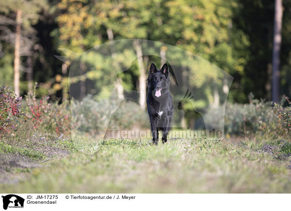 Groenendael / JM-17275