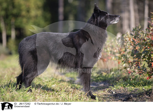 Groenendael / JM-17282