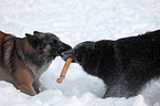 Tervueren im Schnee