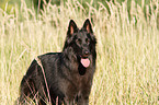 Groenendael Portrait