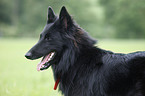 Groenendael Portrait