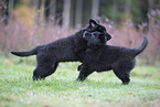 Groenendael Welpen