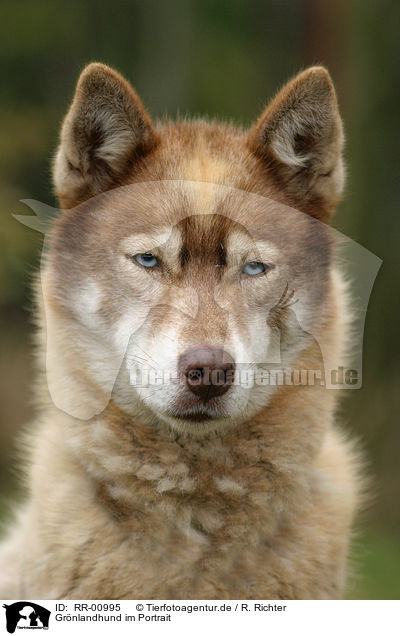 Grnlandhund im Portrait / RR-00995