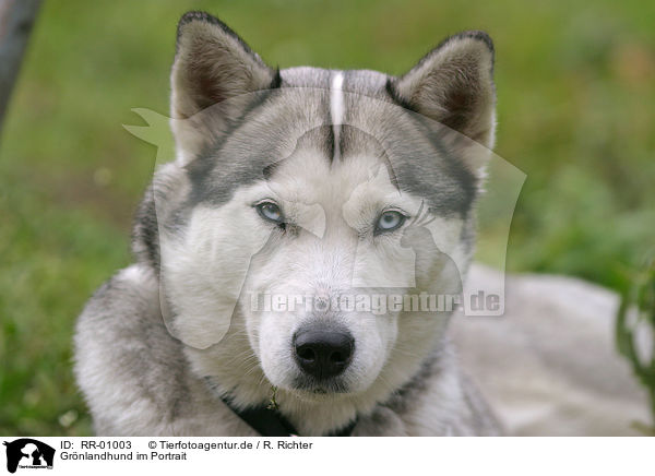 Grnlandhund im Portrait / dog head / RR-01003