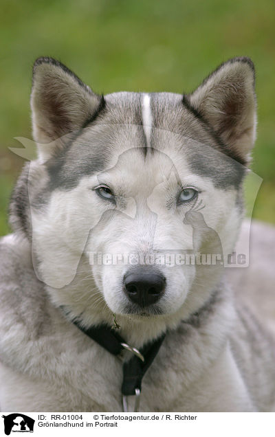 Grnlandhund im Portrait / RR-01004