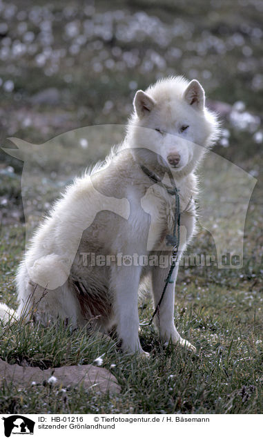 sitzender Grnlandhund / sitting sled dog / HB-01216