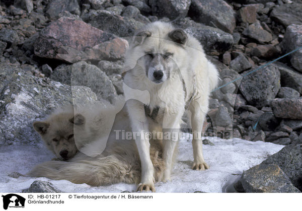 Grnlandhunde / sled dogs / HB-01217