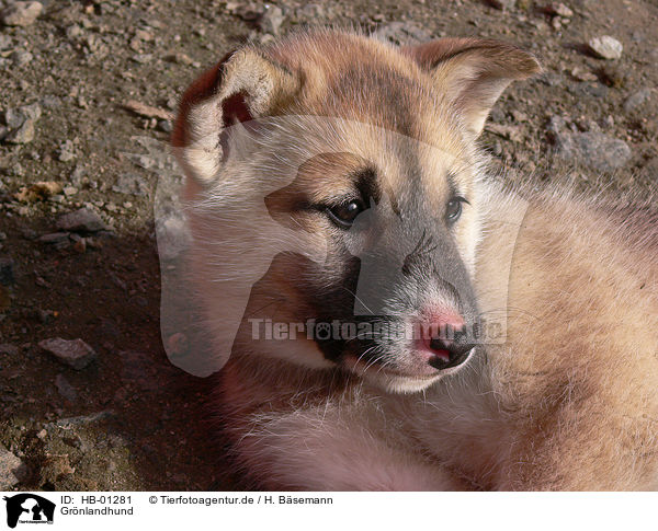 Grnlandhund / HB-01281
