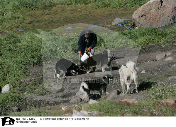 Grnlandhunde / Greenland dogs / HB-01282