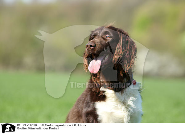 Gro�er M�nsterl�nder Portrait / KL-07058