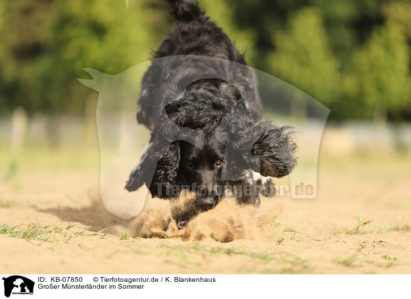 Groer Mnsterlnder im Sommer / KB-07850