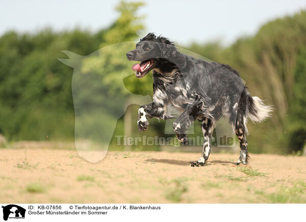 Groer Mnsterlnder im Sommer / KB-07856