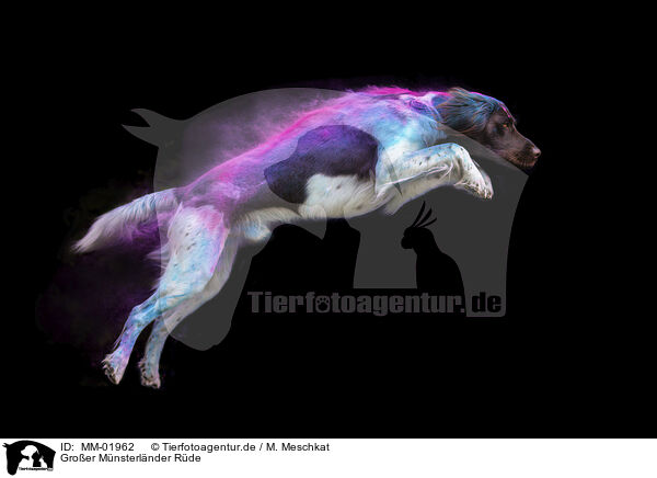 Groer Mnsterlnder Rde / MM-01962