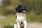 Groer Mnsterlnder Welpe
