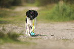 Groer Mnsterlnder Welpe