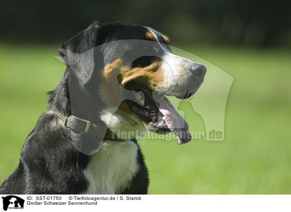 Groer Schweizer Sennenhund / SST-01750