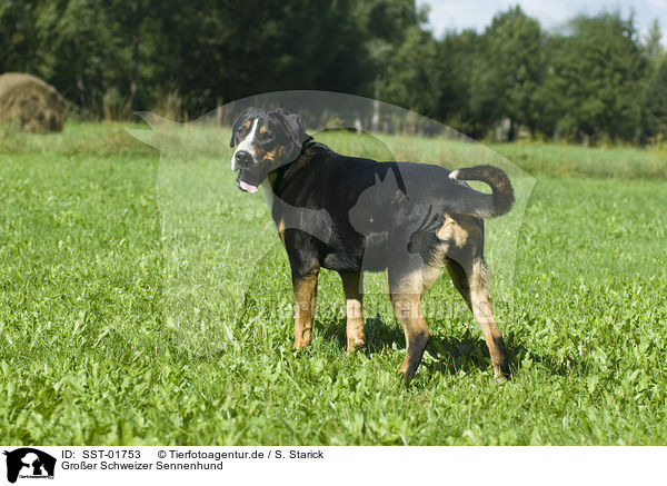 Groer Schweizer Sennenhund / Greater Swiss Mountain Dog / SST-01753