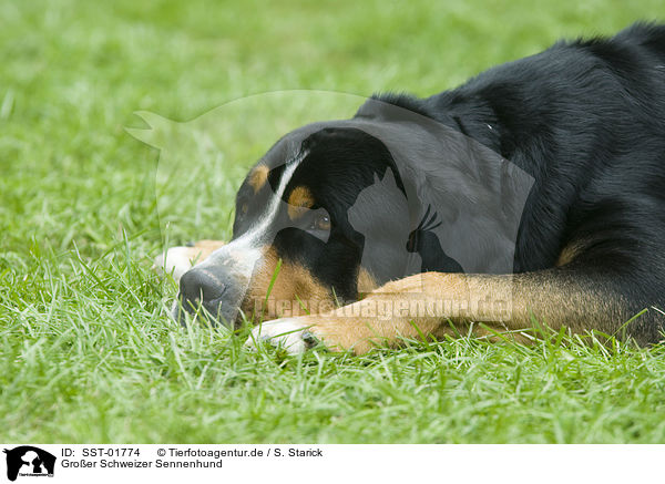 Groer Schweizer Sennenhund / SST-01774