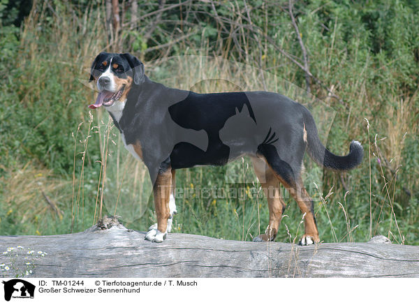 Groer Schweizer Sennenhund / TM-01244