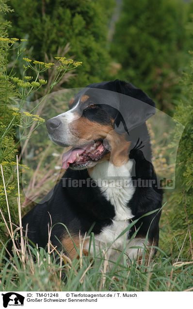 Groer Schweizer Sennenhund / TM-01248