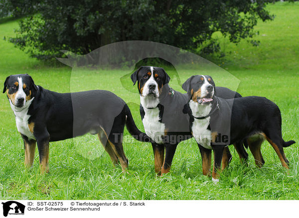 Groer Schweizer Sennenhund / Great Swiss Mountain Dog / SST-02575