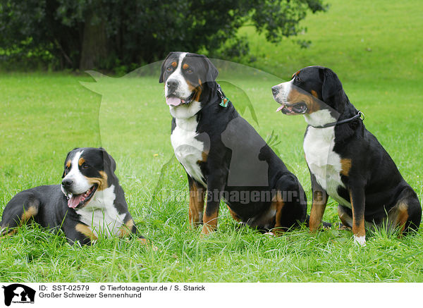 Groer Schweizer Sennenhund / Great Swiss Mountain Dog / SST-02579