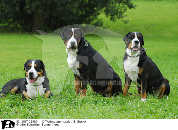 Groer Schweizer Sennenhund / Great Swiss Mountain Dog / SST-02580