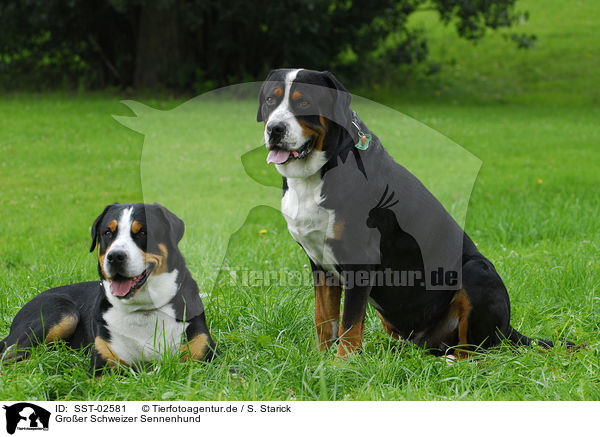 Groer Schweizer Sennenhund / Great Swiss Mountain Dog / SST-02581