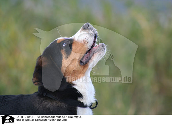 junger Groer Schweizer Sennenhund / IF-01043