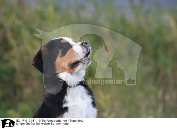 junger Groer Schweizer Sennenhund / young greater swiss mountain dog / IF-01044