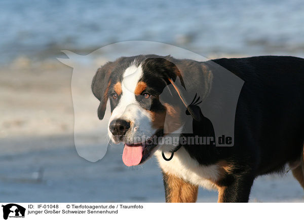 junger Groer Schweizer Sennenhund / IF-01048