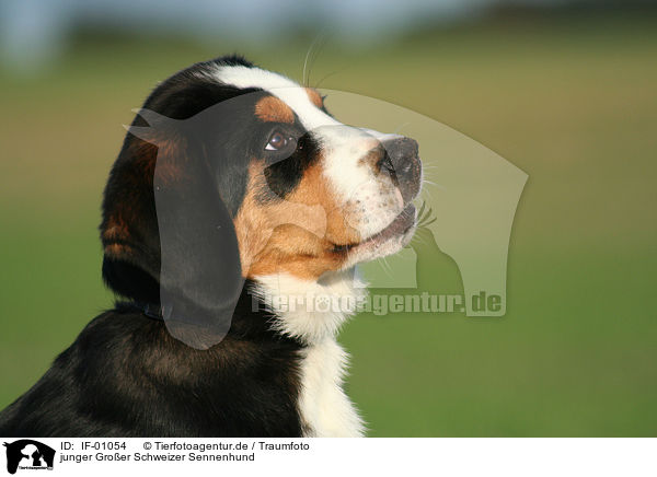 junger Groer Schweizer Sennenhund / IF-01054
