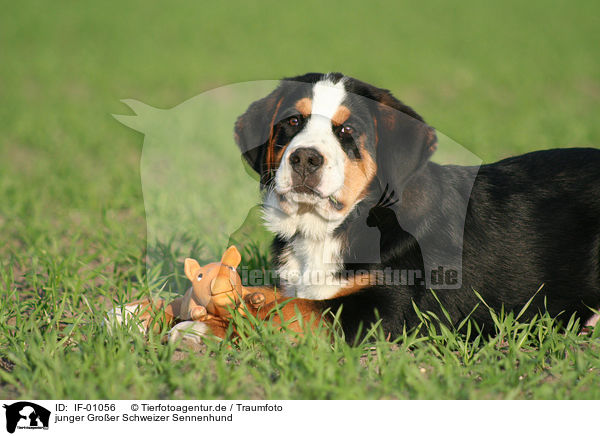 junger Groer Schweizer Sennenhund / IF-01056
